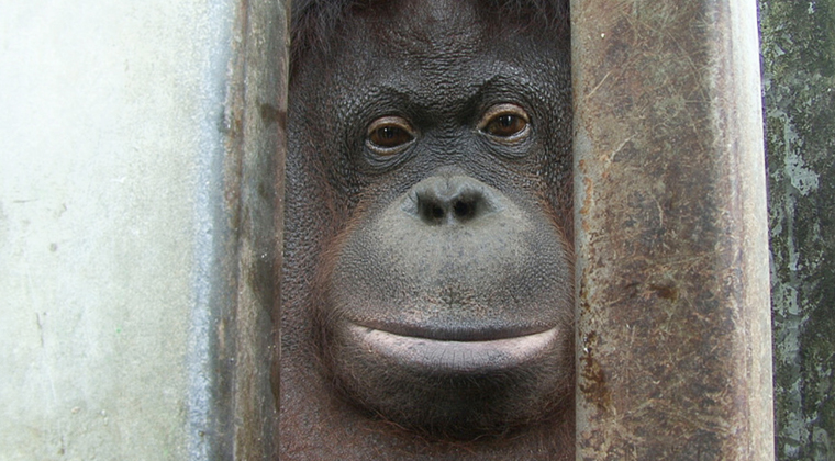 這是一張圖片